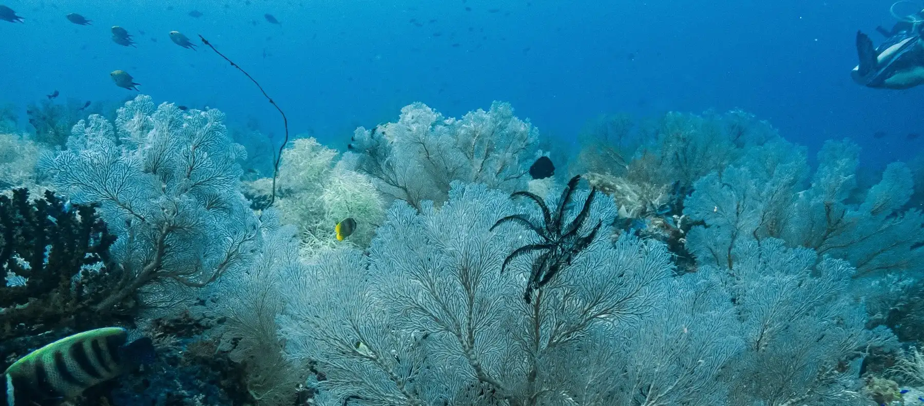 Rạn quạt biển trắng trải dài dưới làn nước xanh ở Raja Ampat, một người lặn ở phía xa