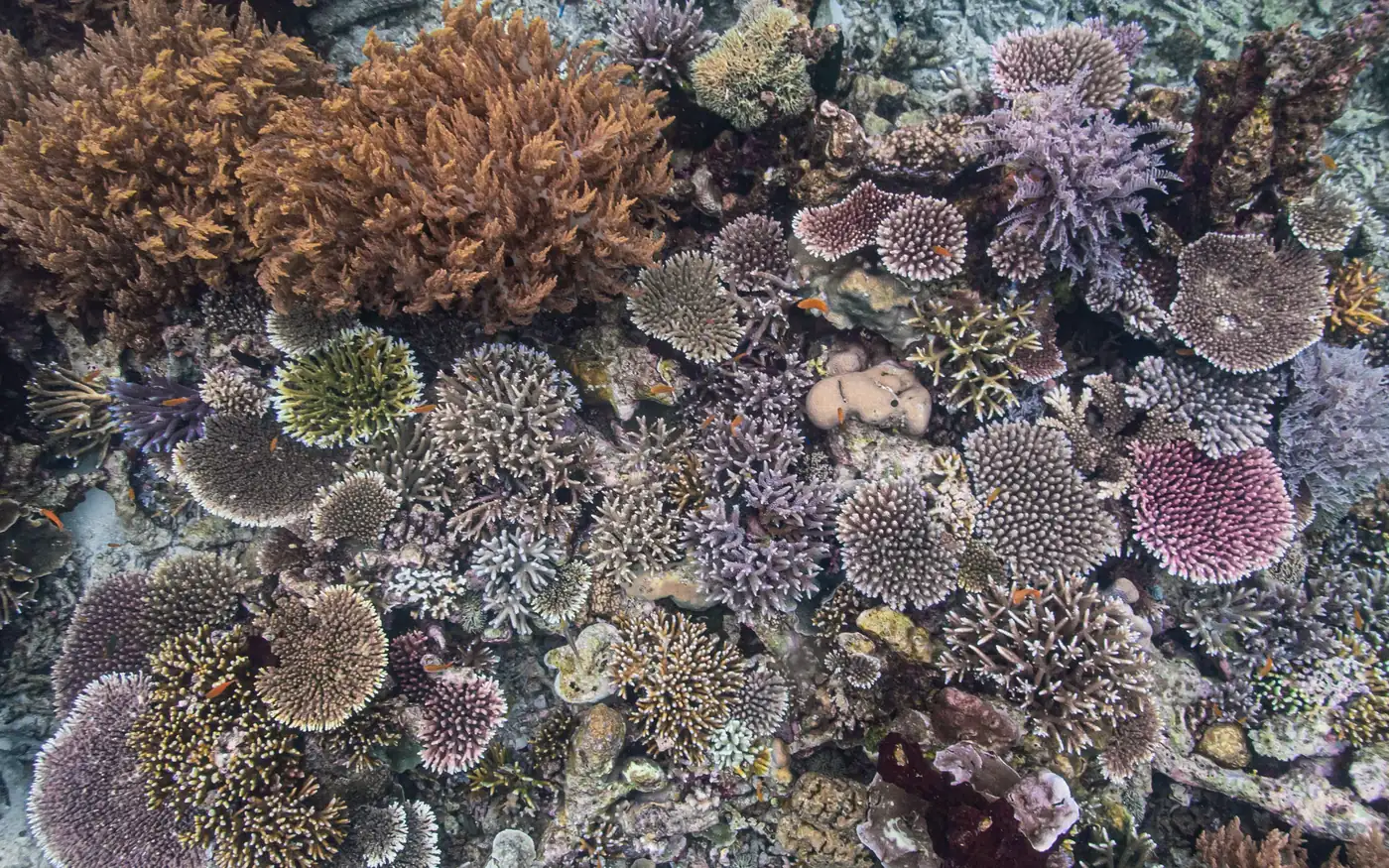Vườn san hô nhiều màu trải kín đáy biển ở Raja Ampat