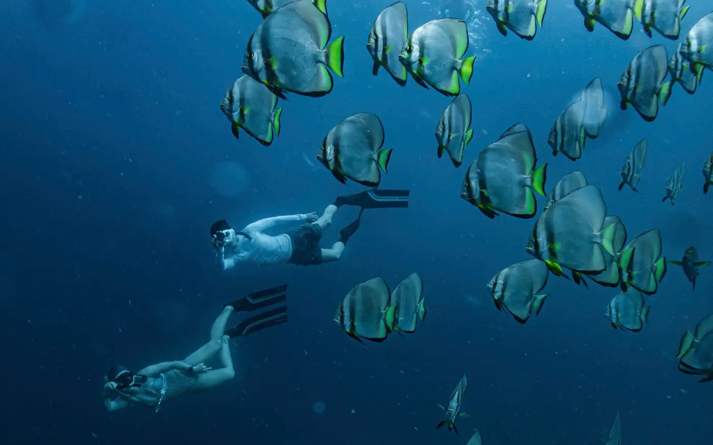 Hai người lặn tự do cầm máy quay bơi giữa đàn cá dơi trong làn nước xanh thẫm ở Raja Ampat