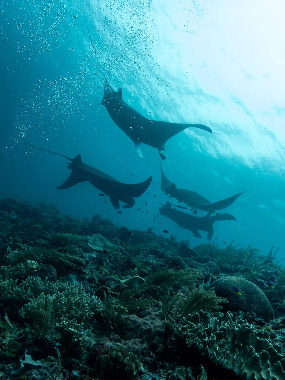 Những con cá đuối manta bơi phía trên rạn san hô ở Raja Ampat